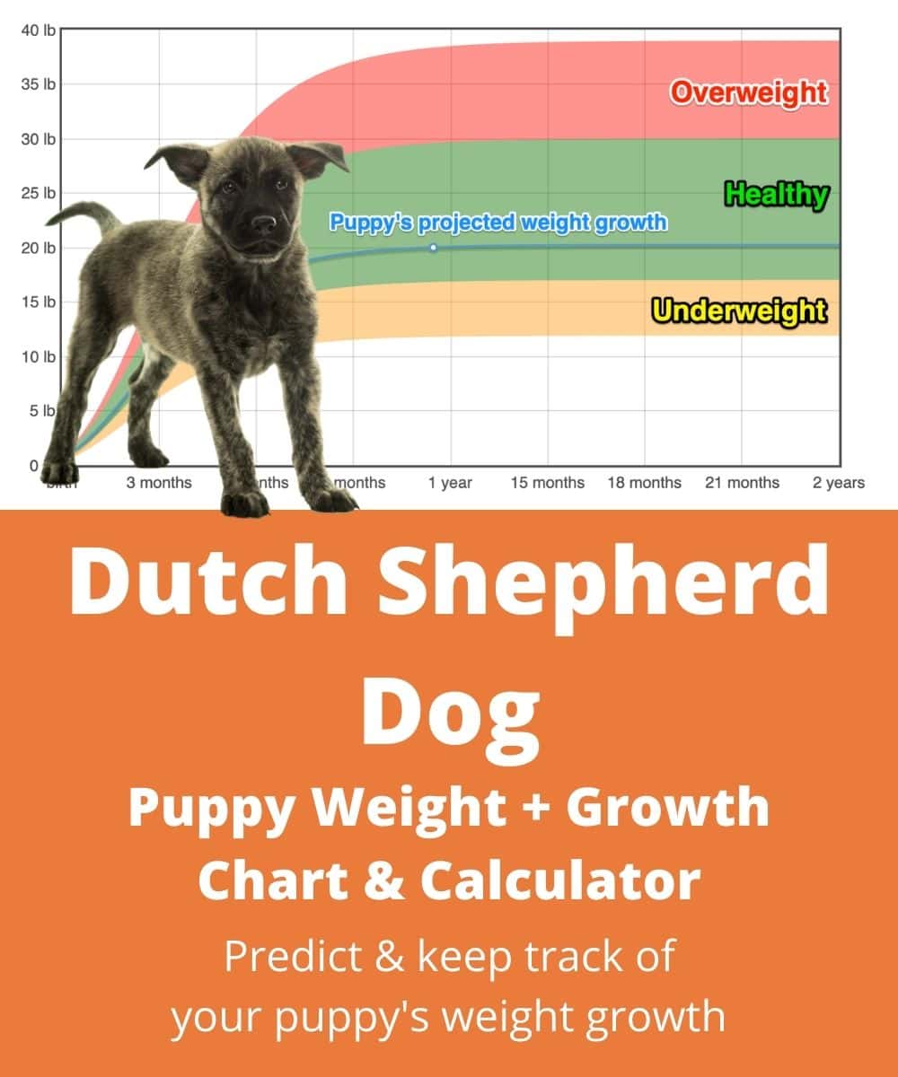 Dutch Shepherd Dog Weight Growth Chart 2024 How Heavy Will My Dutch Shepherd Dog Weigh The